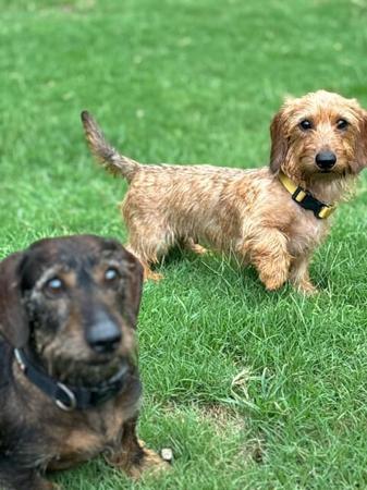 Dachshund (Miniature Wire Haired) for sale by BEKSWYRE