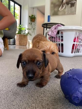 Dachshund (Miniature Wire Haired) for sale by BEKSWYRE