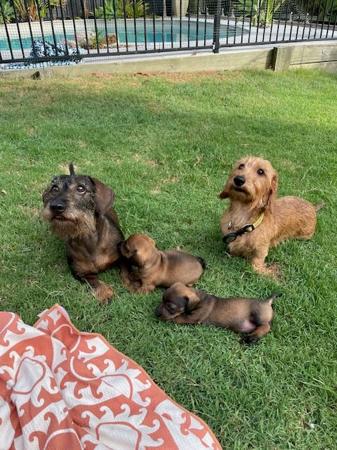 Dachshund (Miniature Wire Haired) for sale by BEKSWYRE