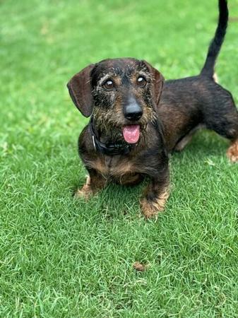 Dachshund (Miniature Wire Haired) for sale by BEKSWYRE