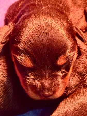Rottweiler for sale by VONSENTINEL