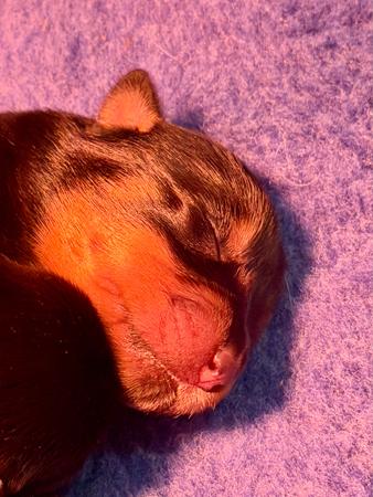 Rottweiler for sale by VONSENTINEL