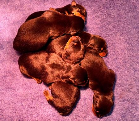 Rottweiler for sale by VONSENTINEL