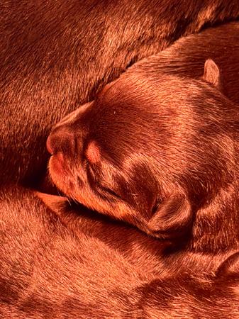 Rottweiler for sale by VONSENTINEL