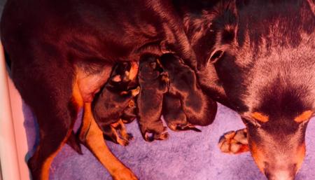 Rottweiler for sale by VONSENTINEL