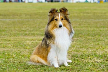 Shetland Sheepdog for sale by MARISALA