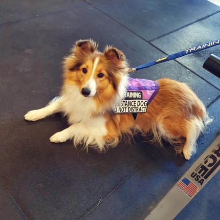 Shetland Sheepdog for sale by MARISALA