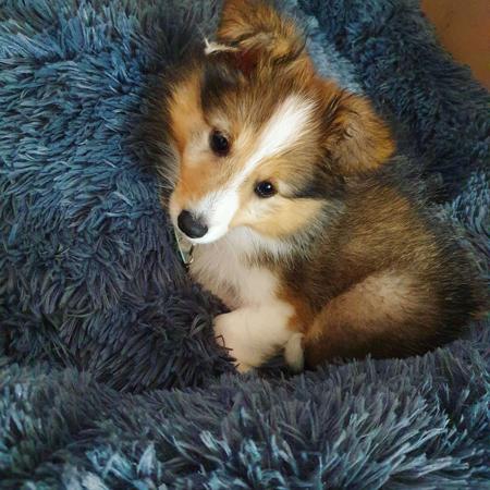 Shetland Sheepdog for sale by MARISALA