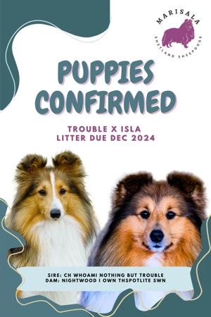 Shetland Sheepdog for sale by MARISALA