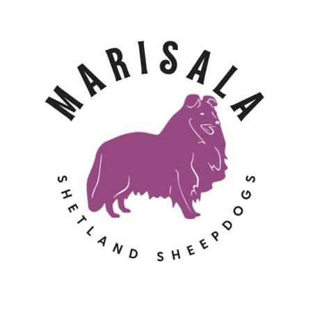 Shetland Sheepdog for sale by MARISALA