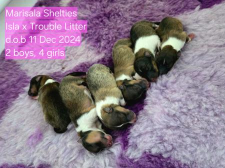 Shetland Sheepdog for sale by MARISALA