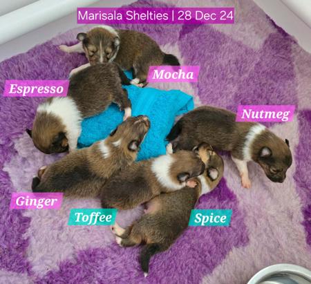 Shetland Sheepdog for sale by MARISALA