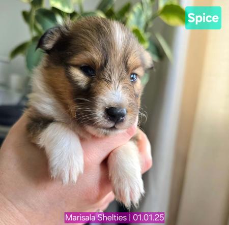 Shetland Sheepdog for sale by MARISALA