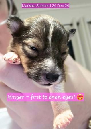 Shetland Sheepdog for sale by MARISALA