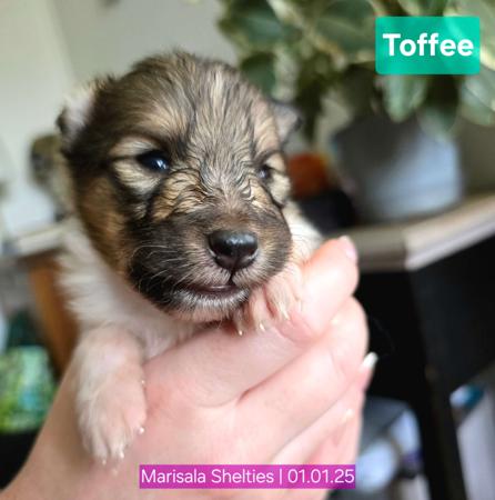 Shetland Sheepdog for sale by MARISALA
