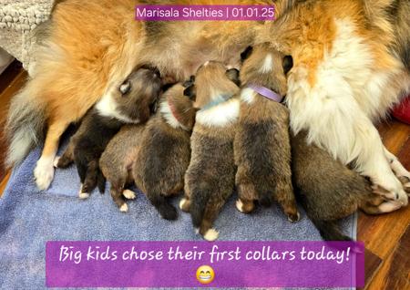 Shetland Sheepdog for sale by MARISALA