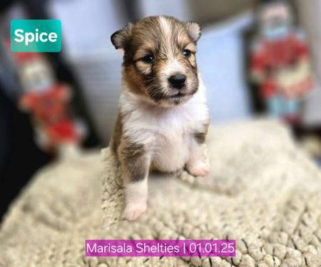 Shetland Sheepdog for sale by MARISALA