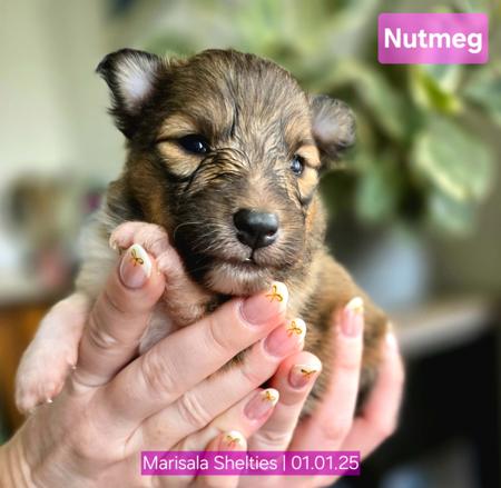 Shetland Sheepdog for sale by MARISALA