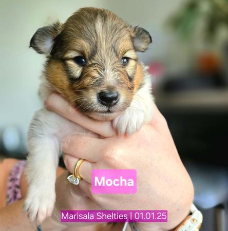 Shetland Sheepdog for sale by MARISALA