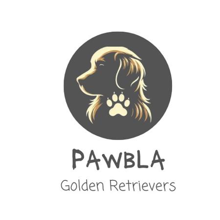 Golden Retriever for sale by PAWBLA
