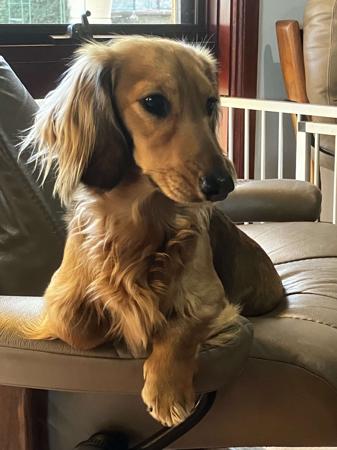 Dachshund (Miniature Long Haired) for sale by IDAR