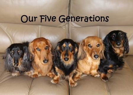 Dachshund (Miniature Long Haired) for sale by IDAR