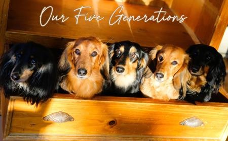 Dachshund (Miniature Long Haired) for sale by IDAR