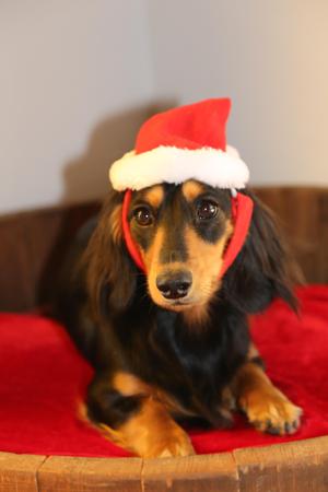 Dachshund (Miniature Long Haired) for sale by IDAR