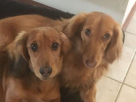 Dachshund (Miniature Long Haired) for sale by IDAR