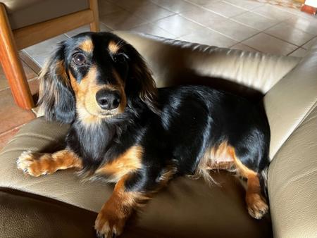 Dachshund (Miniature Long Haired) for sale by IDAR