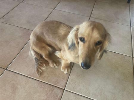 Dachshund (Miniature Long Haired) for sale by IDAR