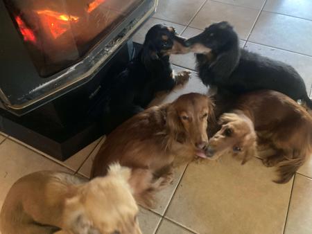 Dachshund (Miniature Long Haired) for sale by IDAR