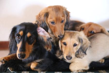 Dachshund (Miniature Long Haired) for sale by IDAR