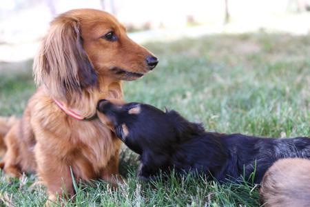 Dachshund (Miniature Long Haired) for sale by IDAR