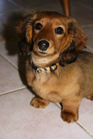 Dachshund (Miniature Long Haired) for sale by IDAR