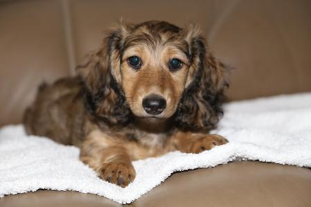 Dachshund (Miniature Long Haired) puppy for sale by IDAR