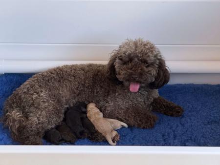 Poodle (Toy) for sale by AMIBELLA