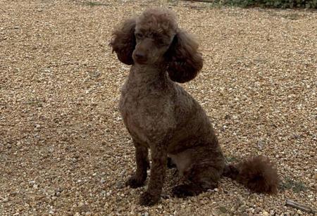 Poodle (Toy) for sale by AMIBELLA
