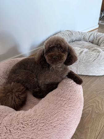 Poodle (Toy) for sale by AMIBELLA