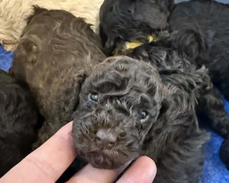 Poodle (Toy) for sale by AMIBELLA