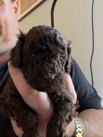 Poodle (Toy) for sale by AMIBELLA