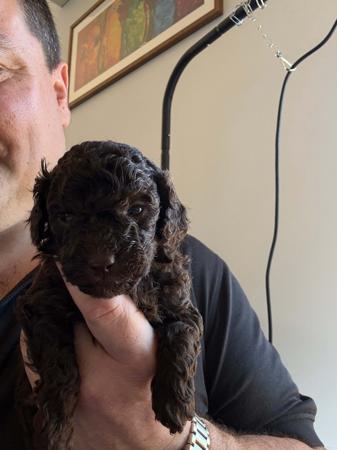 Poodle (Toy) for sale by AMIBELLA