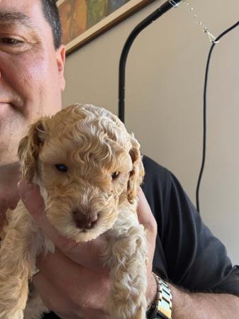 Poodle (Toy) for sale by AMIBELLA