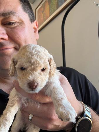 Poodle (Toy) for sale by AMIBELLA