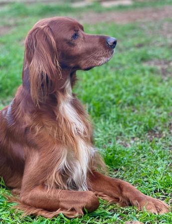 Irish Setter for sale by QUAILBANDERS