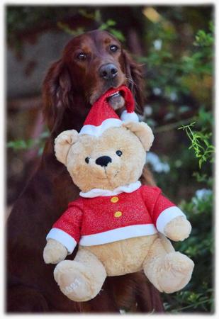 Irish Setter for sale by QUAILBANDERS