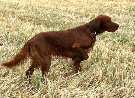 Irish Setter for sale by QUAILBANDERS