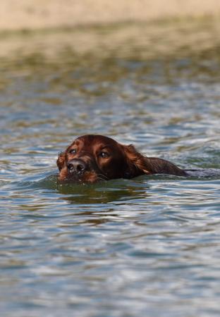 Irish Setter for sale by QUAILBANDERS