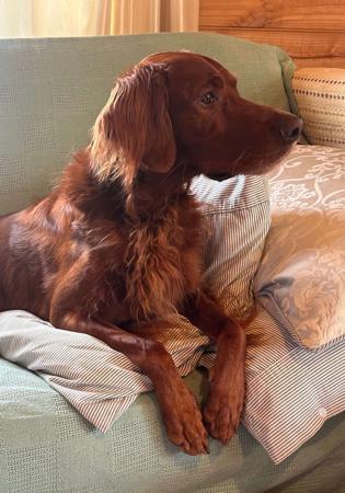 Irish Setter for sale by QUAILBANDERS