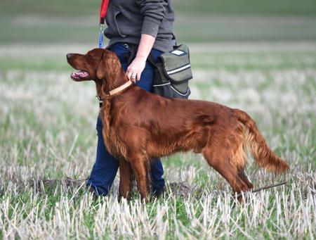 Irish Setter for sale by QUAILBANDERS